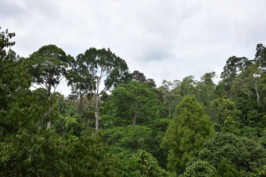 Jungelen i Danum Valley, Sabah, Borneo