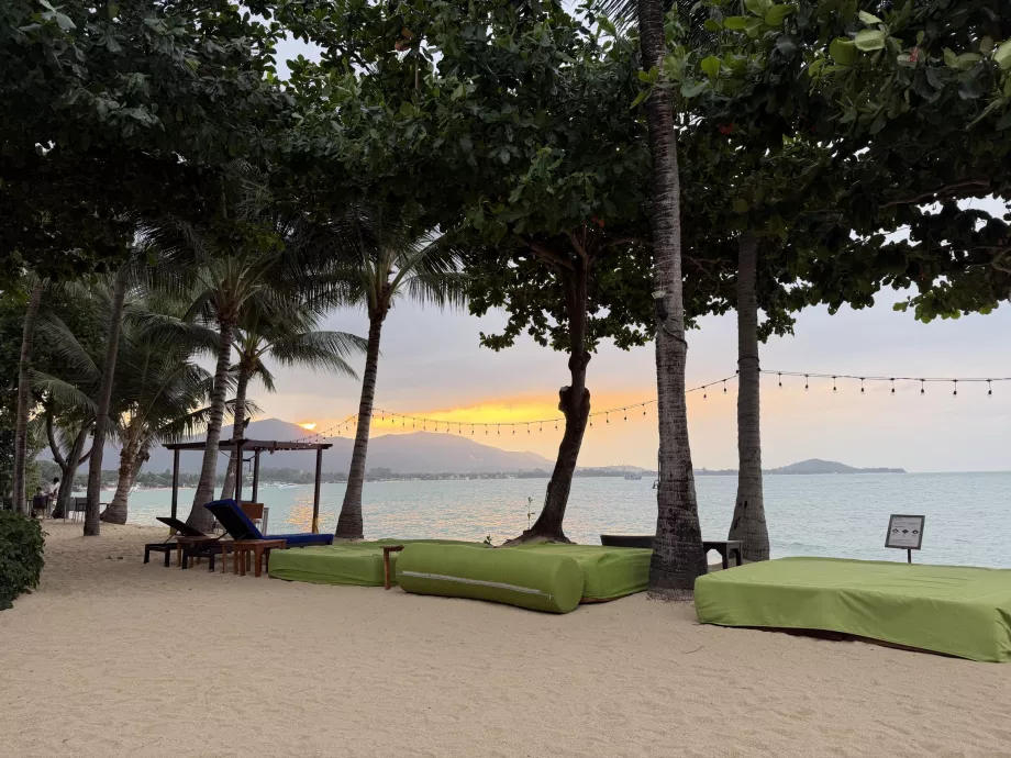 Hotellstrand med solsenger i solnedgangen