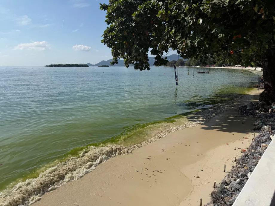 Hotellstranden full av alger