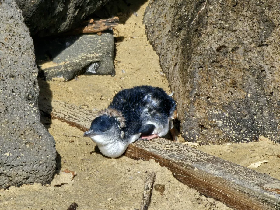 Australsk dvergpingvin