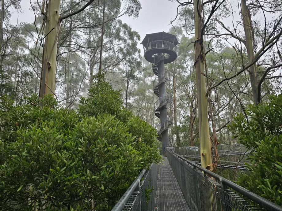 Otway Fly Treetop