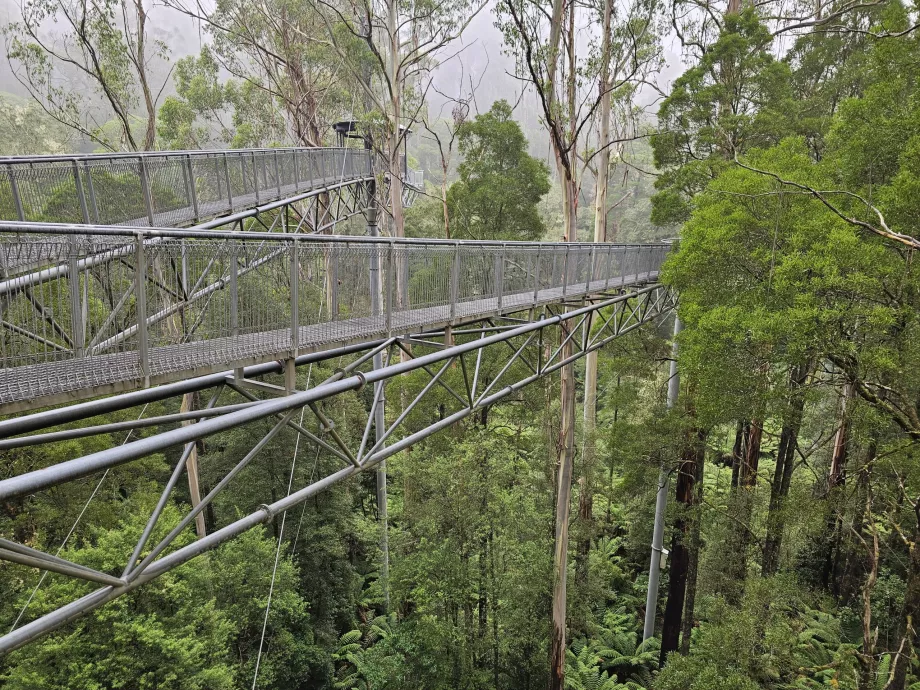 Otway Fly Treetop