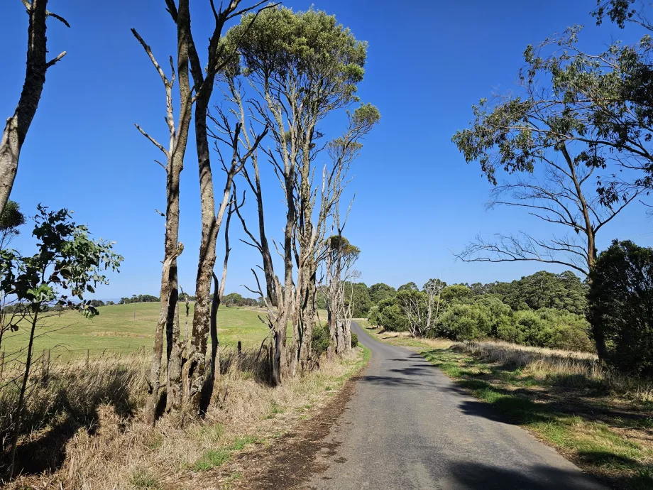 Great Otway nasjonalpark