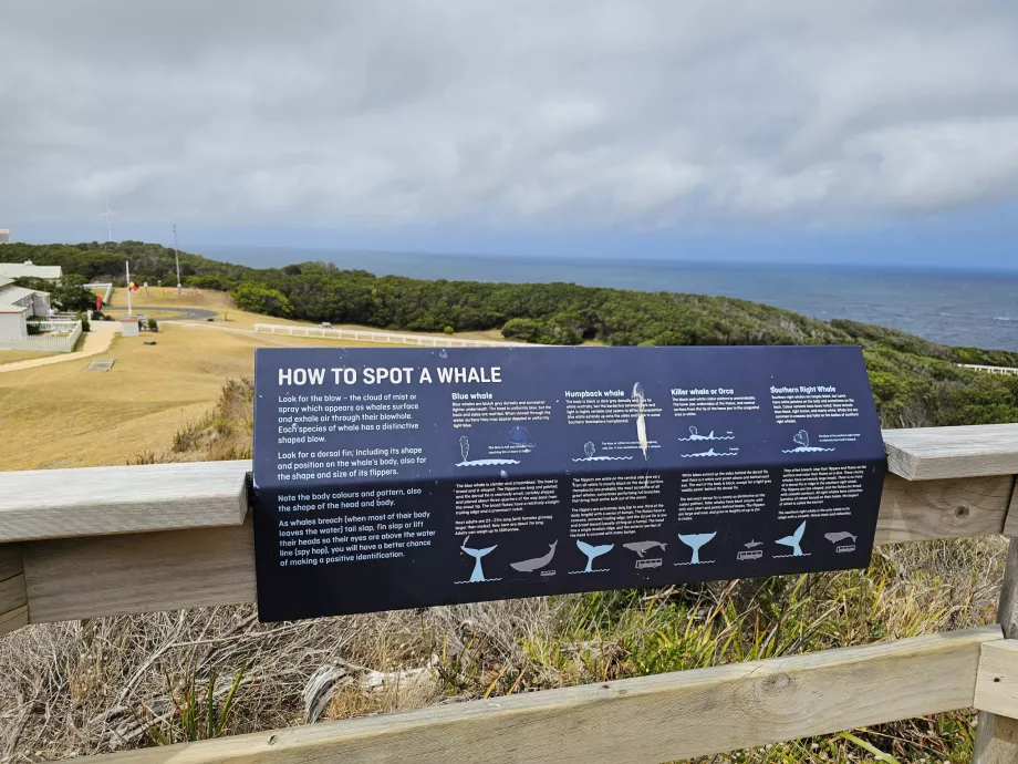 Informasjon om hvaler