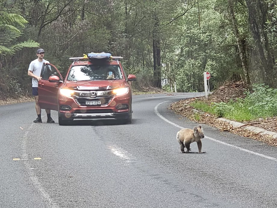 Koala med bamse på veien