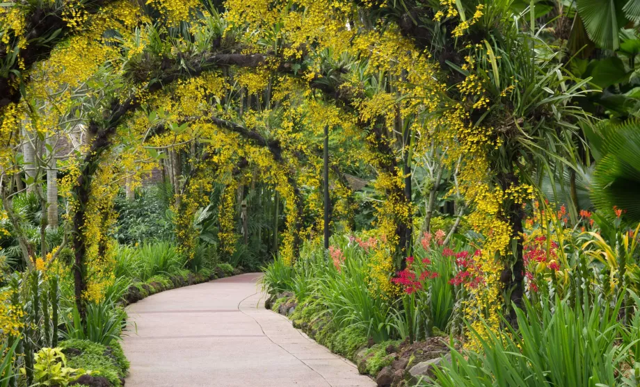 Botanisk hage i Singapore