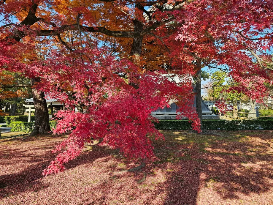 Shokoku-ji tempel