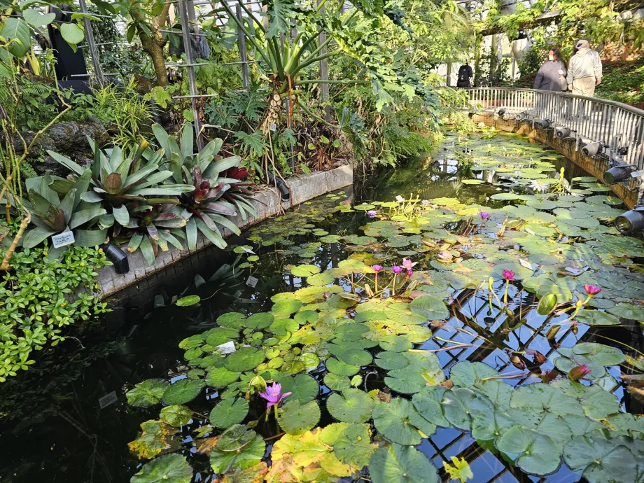 Kyoto botaniske hage