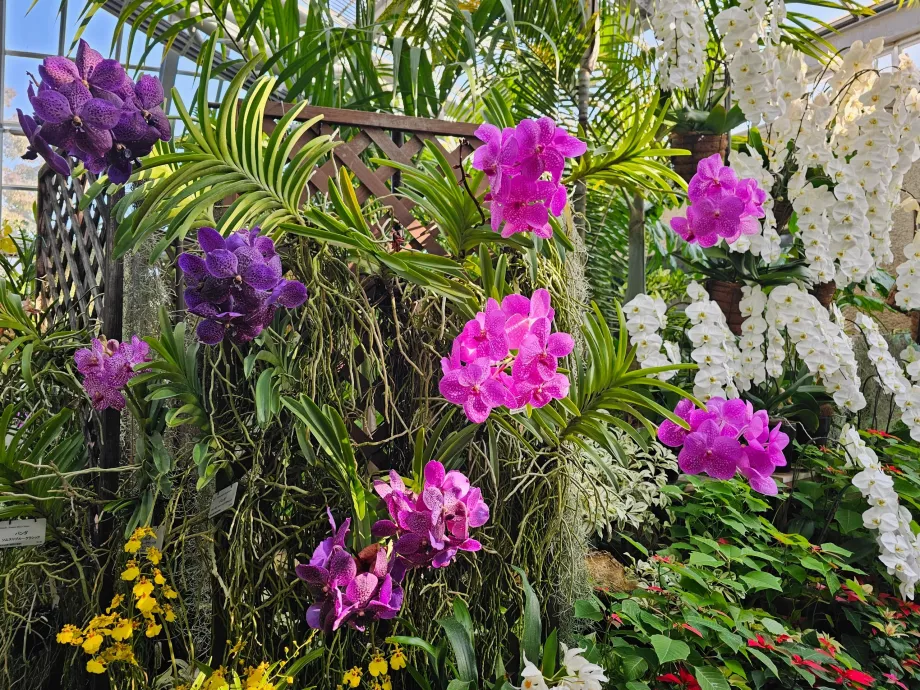 Kyoto botaniske hage