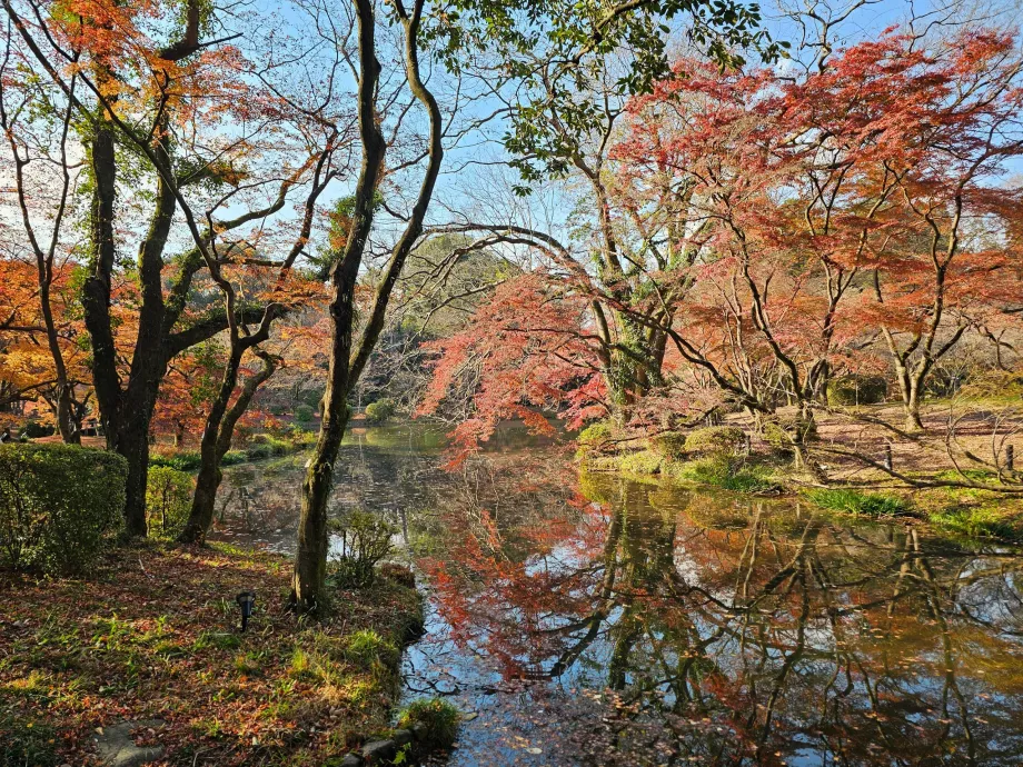 Kyoto botaniske hage