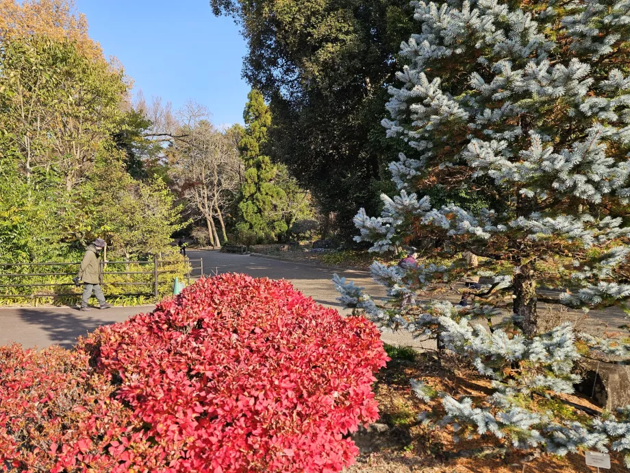 Kyoto botaniske hage