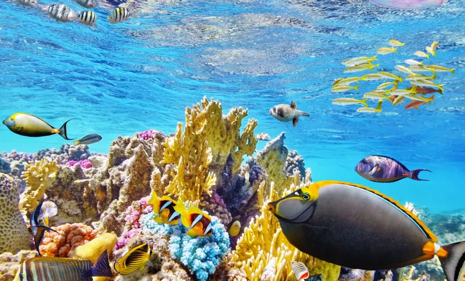 Snorkling ved Great Barreir Reef