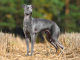 Greyhound