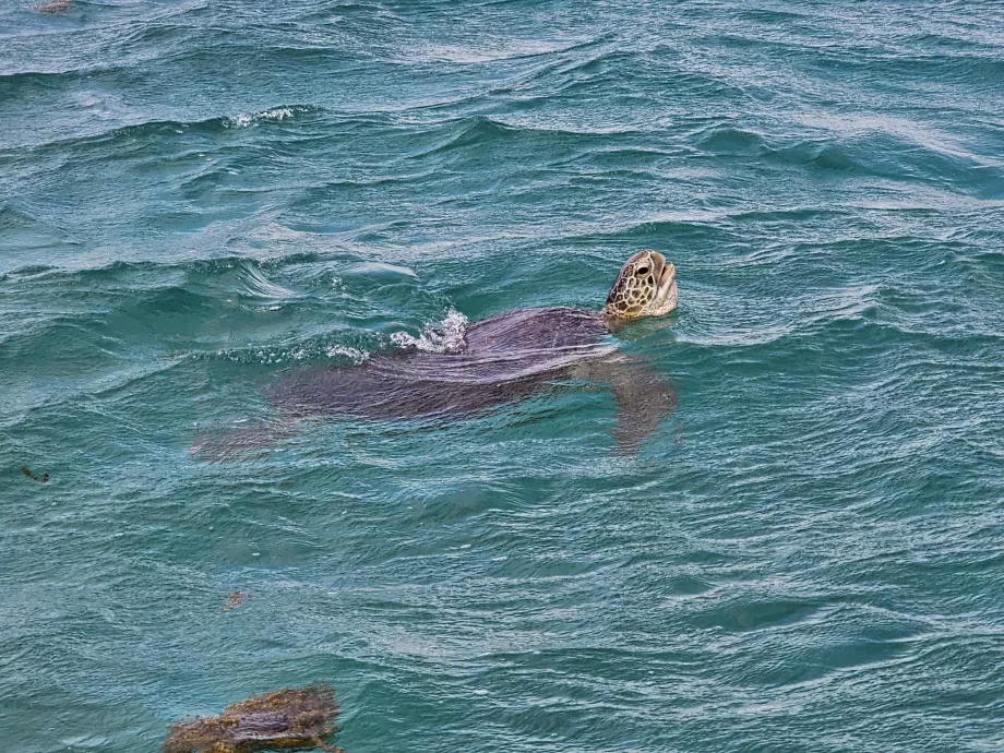 Skilpadde under cruiset