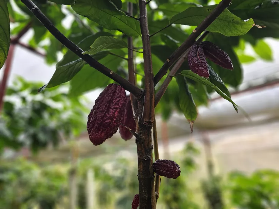 Kakao, Plantasje Vanille