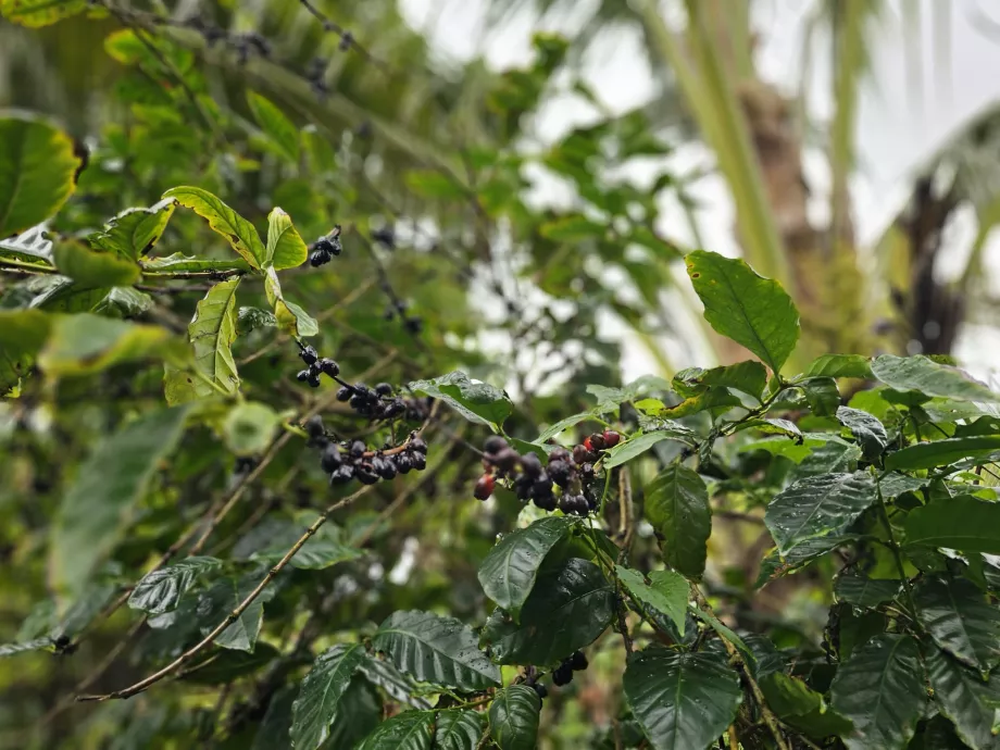 Kaffe i Plantation Vanille