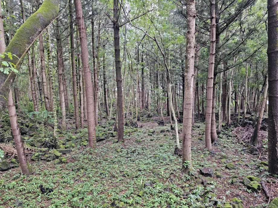 Bras d'Eau nasjonalpark
