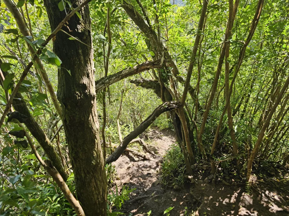 Stien til 7 Cascades