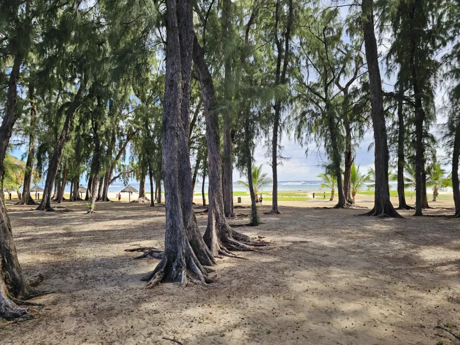 Parker ved stranden i Flic en Flac