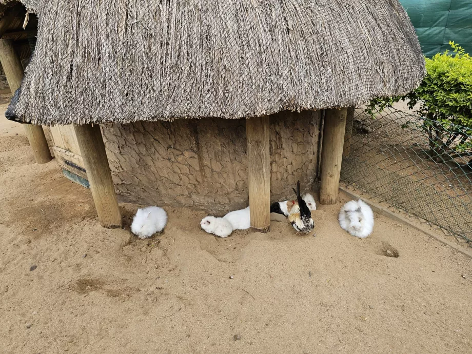 Kaniner i Casela Zoo