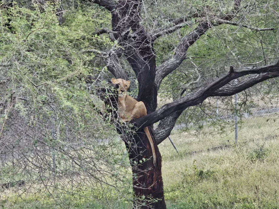 Løvinner i Casela Zoo