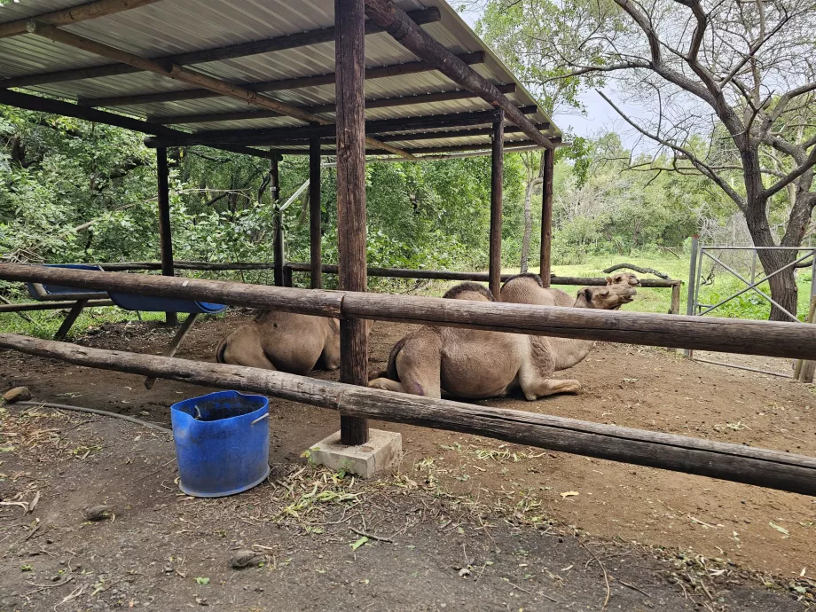 Kameler i Casela dyrepark