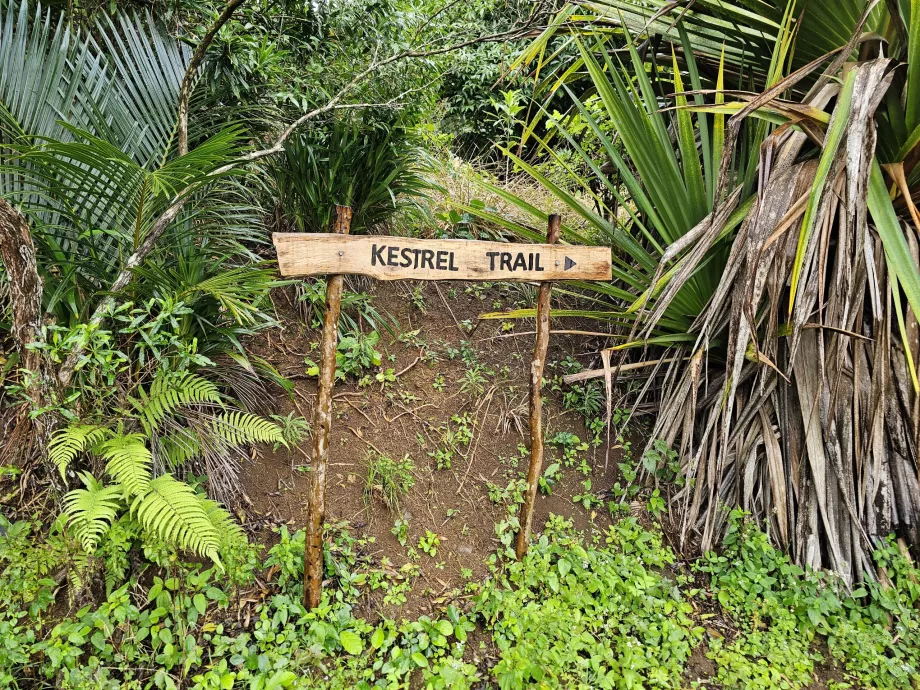 Merking av stier i Ebony Forest