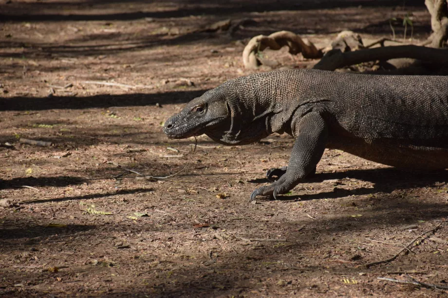 Komodo-øyene, Flores, Indonesia