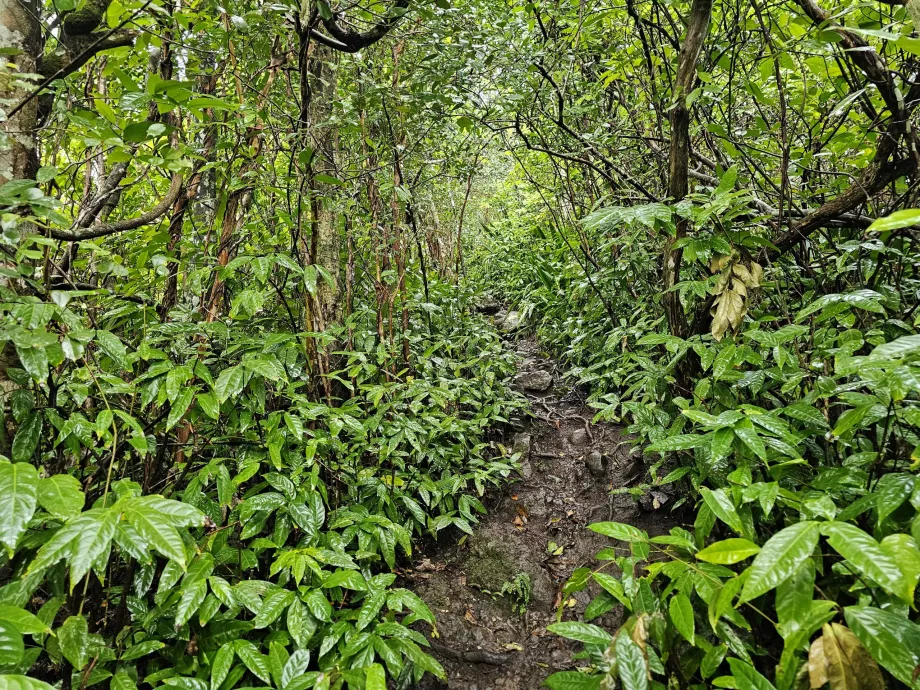 Piton du Canot, sti gjennom skogen