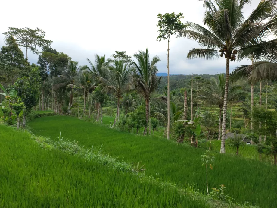 Moni, Flores, Indonesia