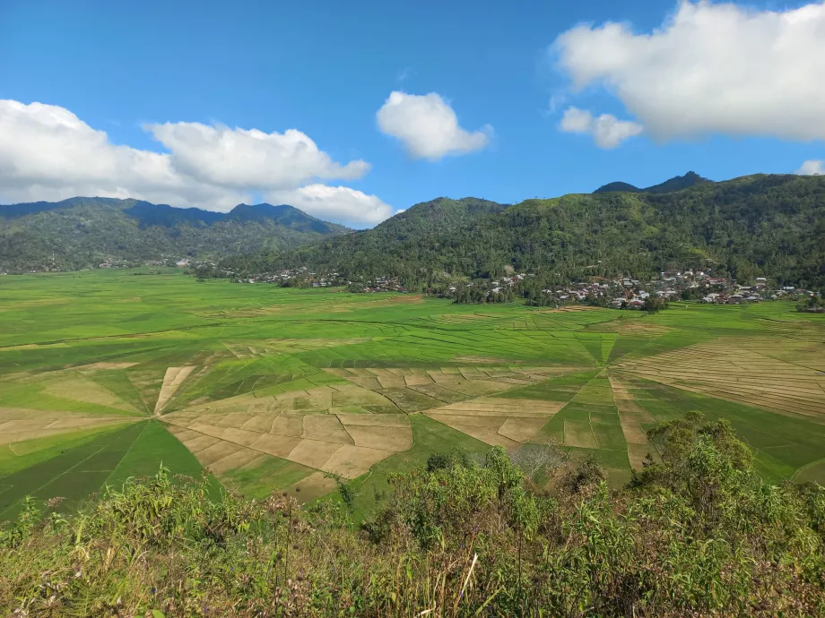 Rismarker med spindelvev, Flores, Indonesia