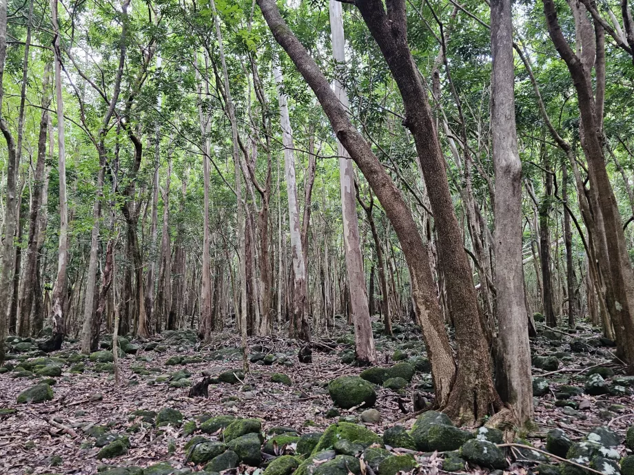 Black River Gorges NP