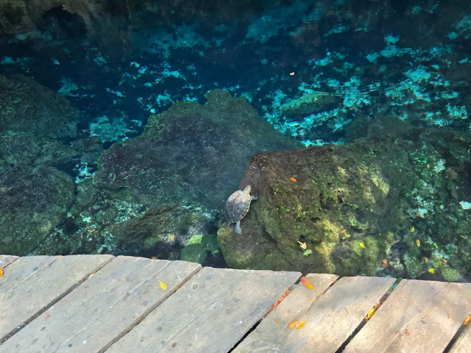 Skilpadder i Gran Cenote
