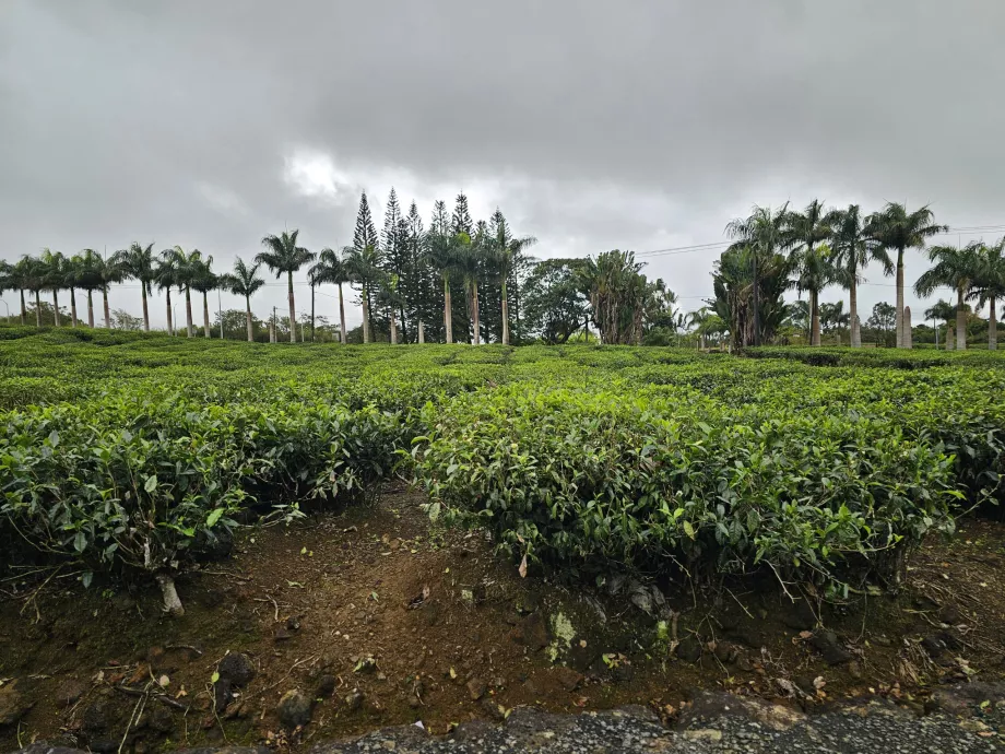 Teplantasjen Bois Cheri