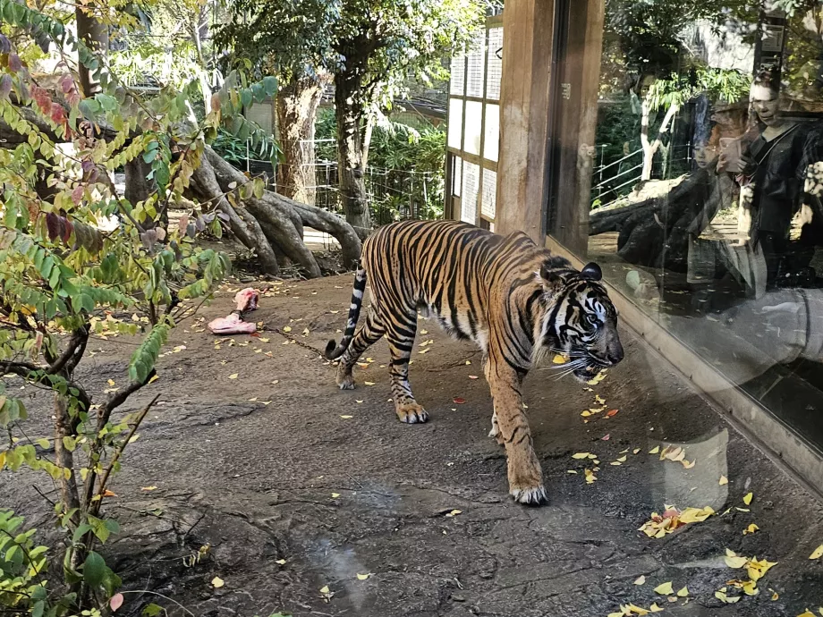 Tiger i Ueno Zoo