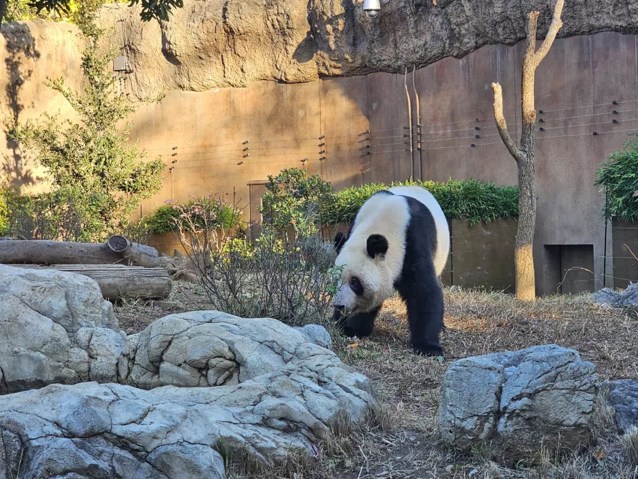 Panda i Ueno Zoo