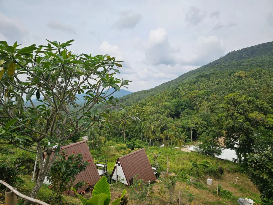 Jungelen i det indre av Koh Phangan