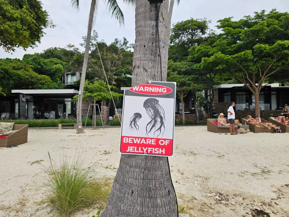 Rin Nai Beach, advarsel mot maneter