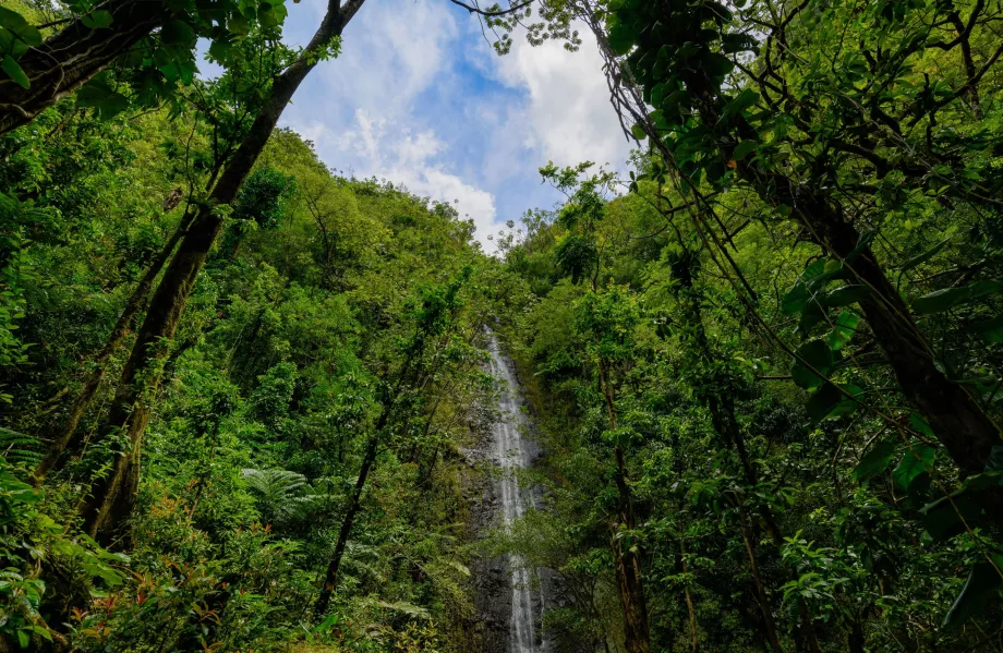 Manoa Falls