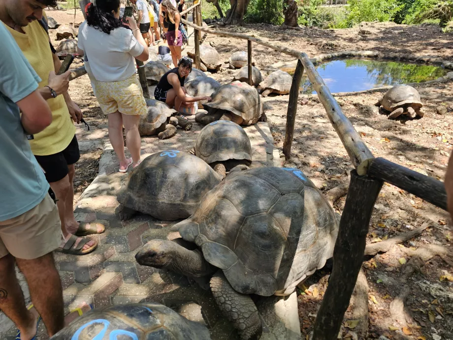 Prison Island, kjempeskilpadder