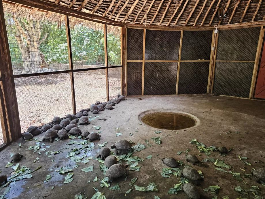 Prison Island, kjempeskilpadder