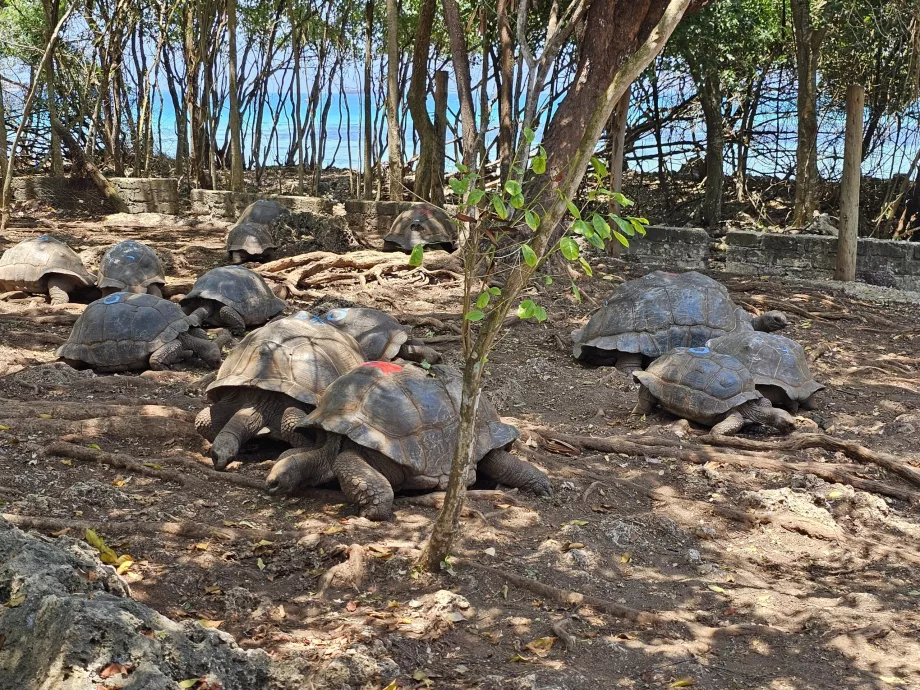 Prison Island, kjempeskilpadder