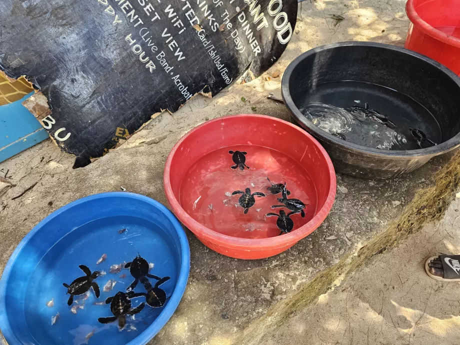 Nungwi, Mnarani akvarium