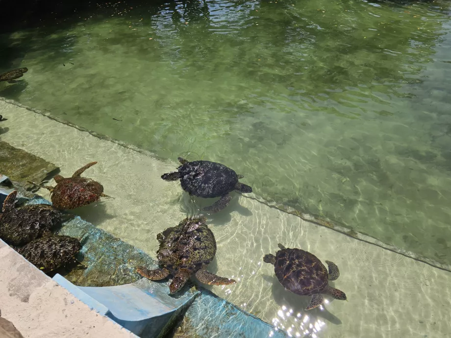 Nungwi, Mnarani akvarium