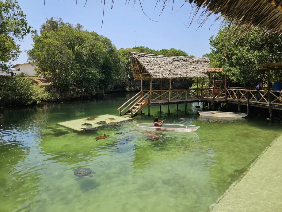 Nungwi, Mnarani akvarium