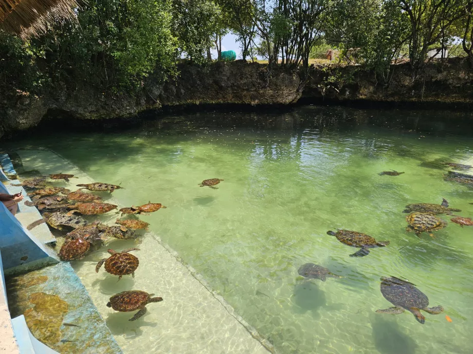 Nungwi, Mnarani akvarium