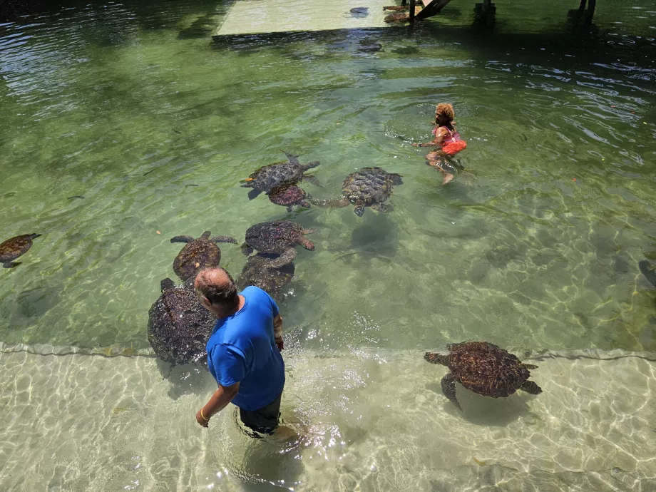 Nungwi, Mnarani akvarium
