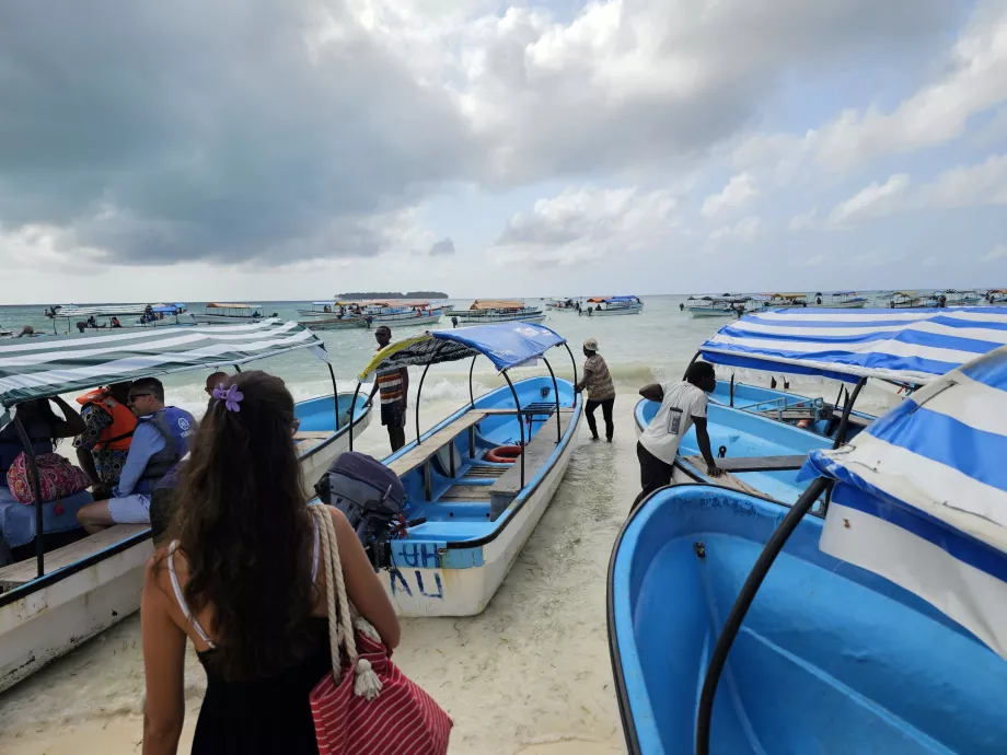 Kaos om bord - cruise for å se delfiner