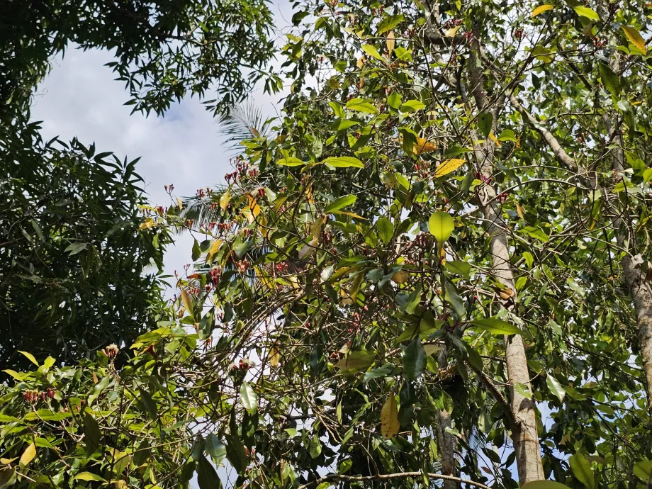Reddik på gården med krydder