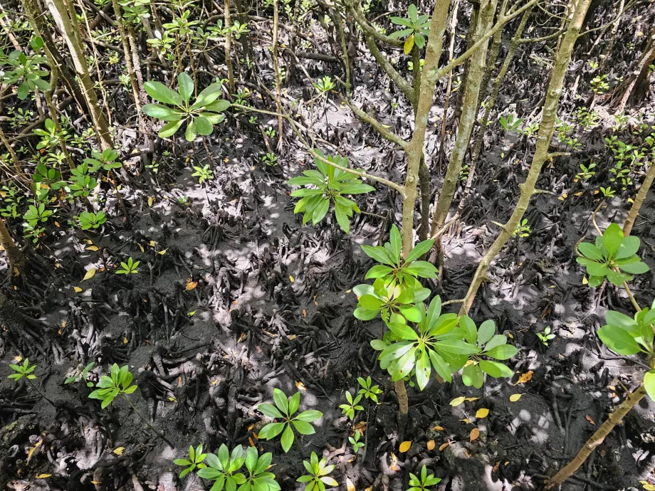 Jozani-skog, mangrover